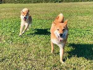 柴犬
