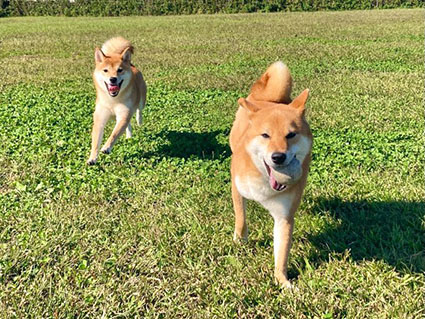 柴犬