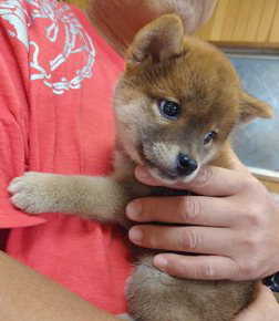柴犬