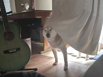 柴犬