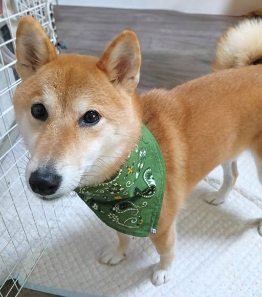 柴犬