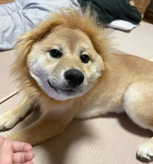 柴犬