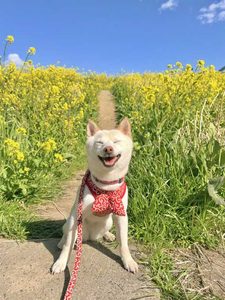 柴犬