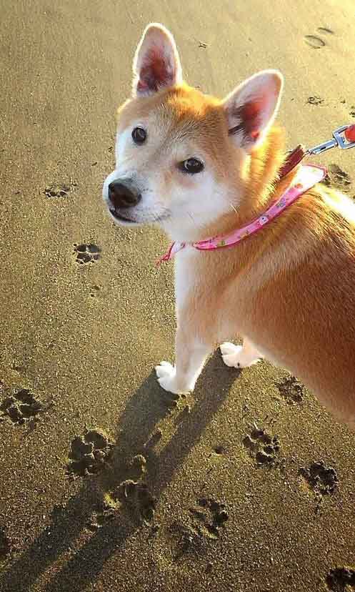 柴犬