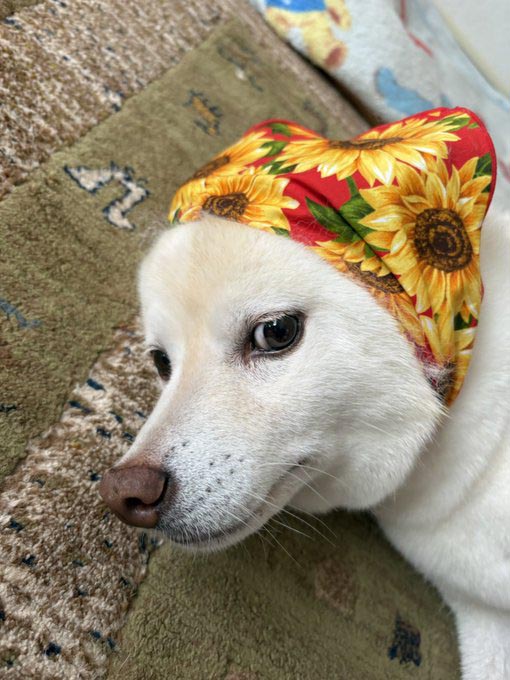 柴犬
