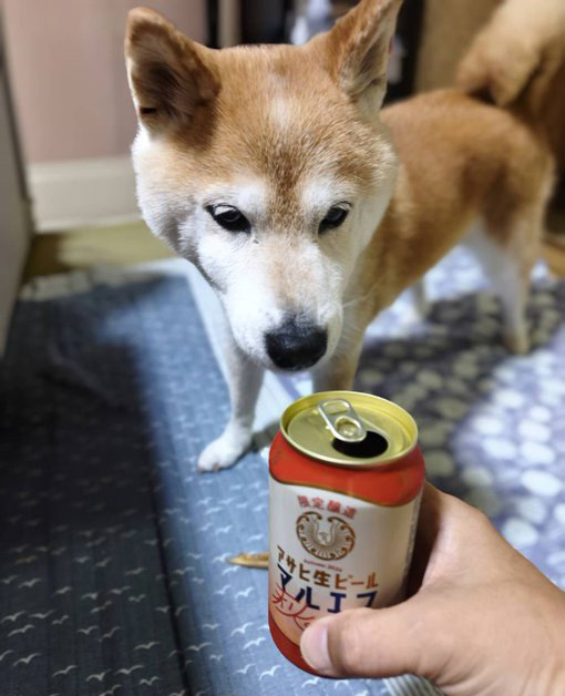 柴犬