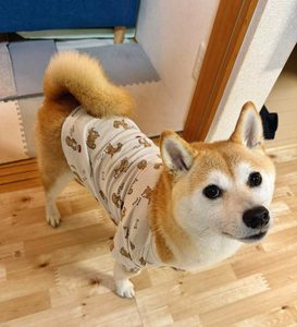 柴犬