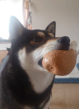 柴犬