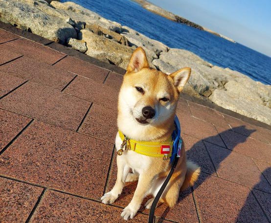 柴犬