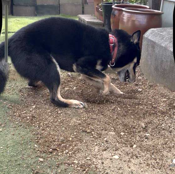 柴犬