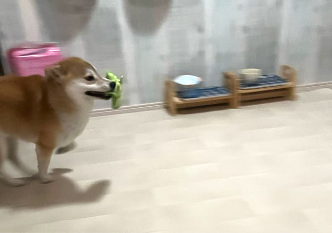 柴犬