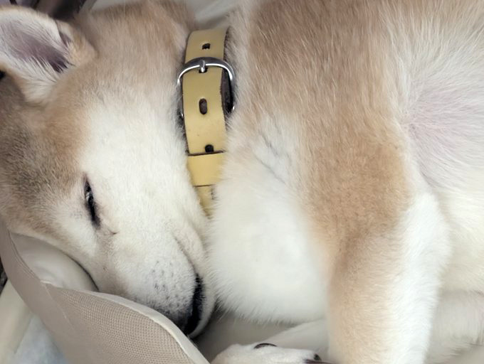 柴犬