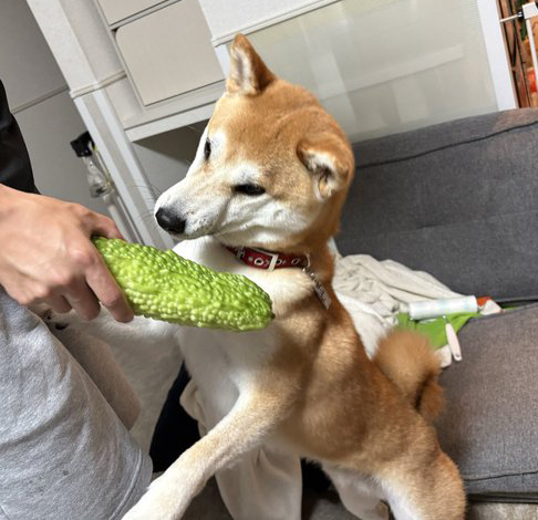 柴犬