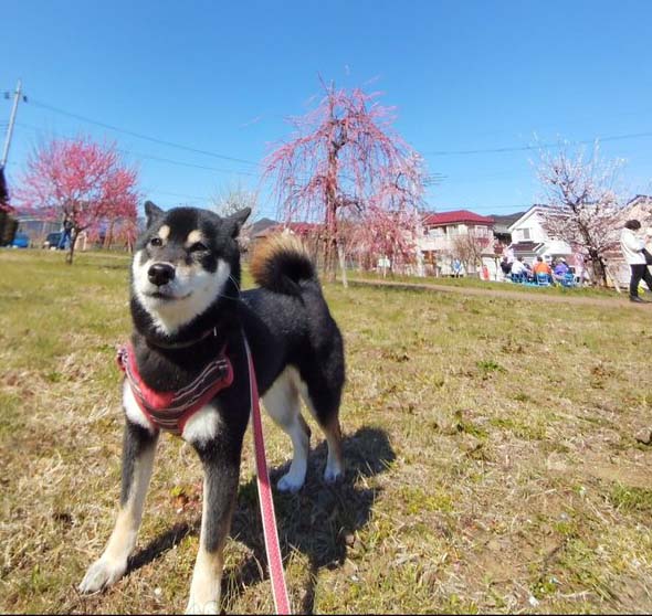 柴犬