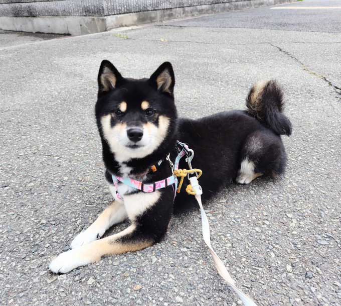 柴犬