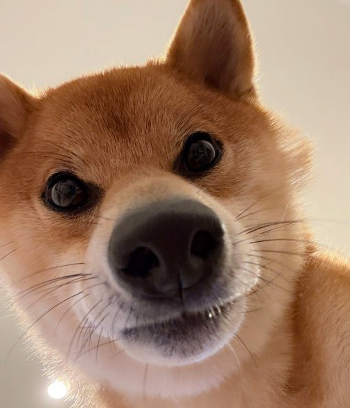 柴犬