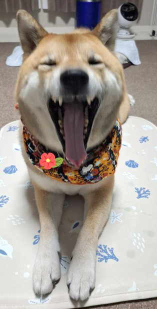 柴犬
