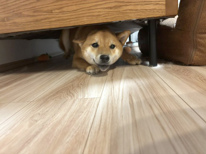 柴犬