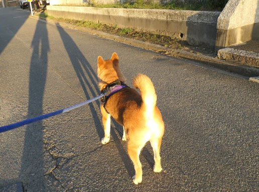 柴犬