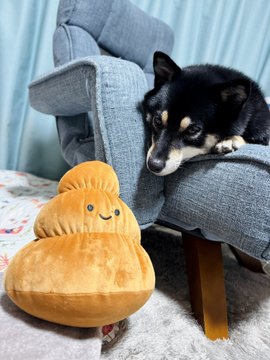 柴犬