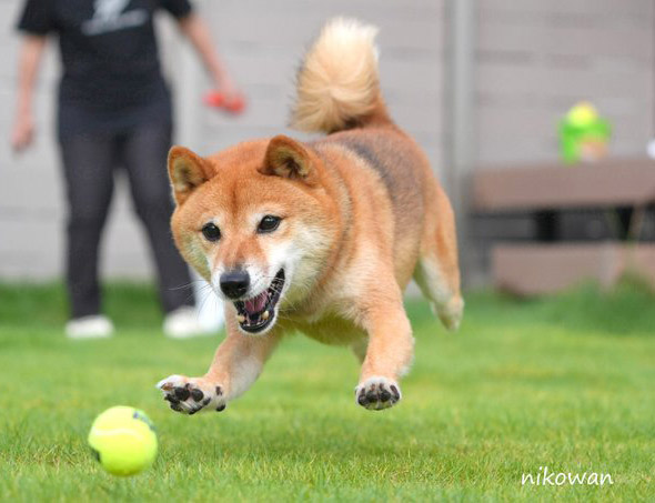 柴犬