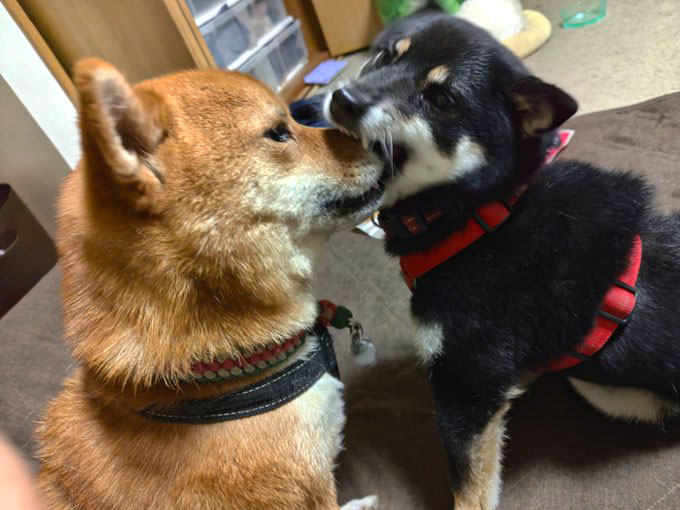 同居犬の顔をかじる柴犬