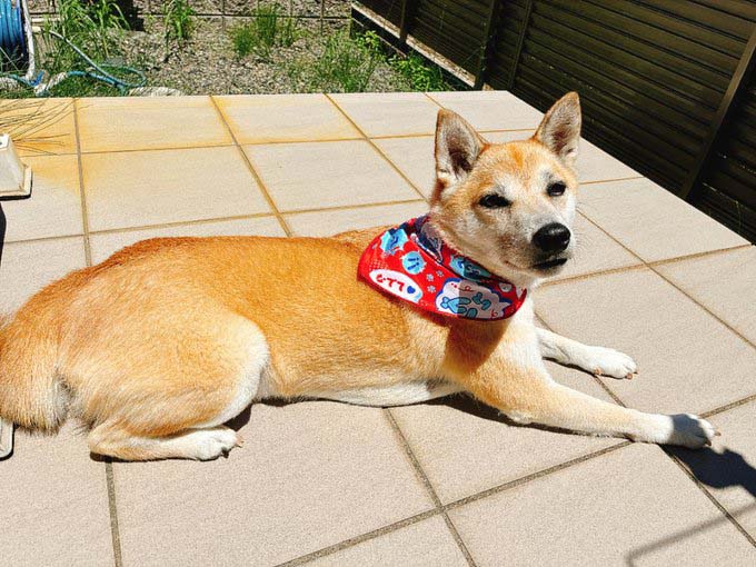 柴犬