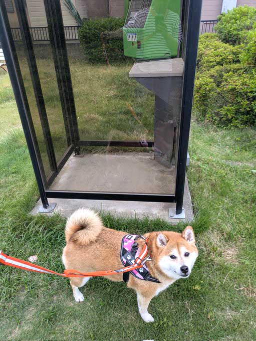 柴犬