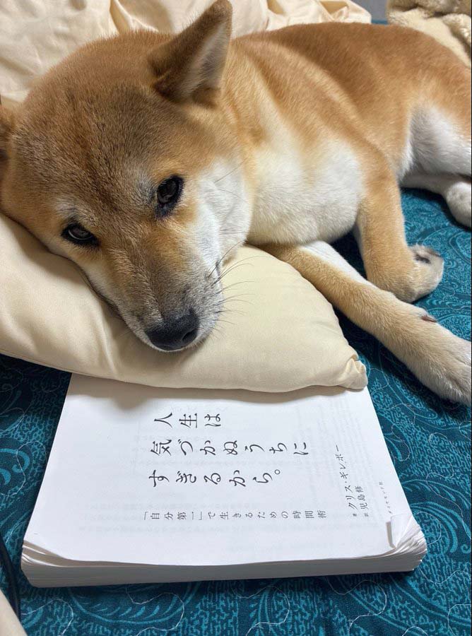 柴犬