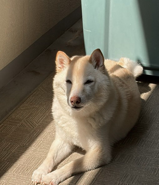 柴犬