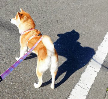 柴犬
