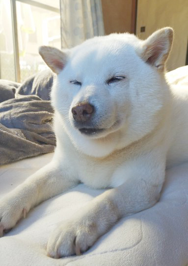 柴犬