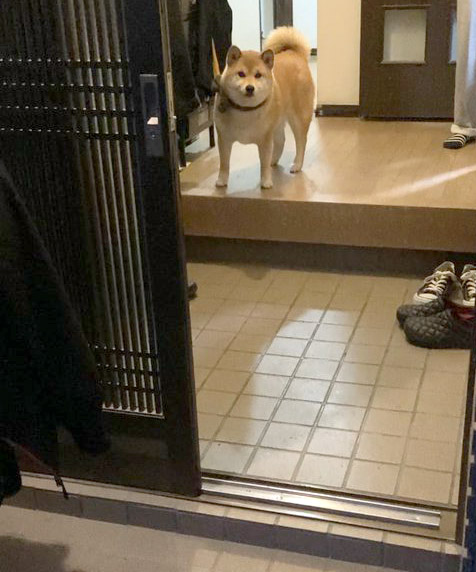柴犬