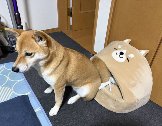 柴犬