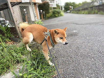 柴犬