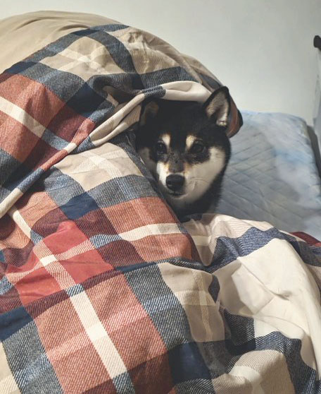 柴犬