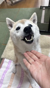 柴犬