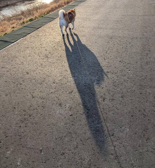 柴犬