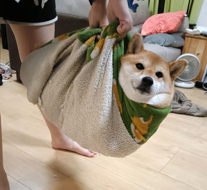 運ばれる柴犬