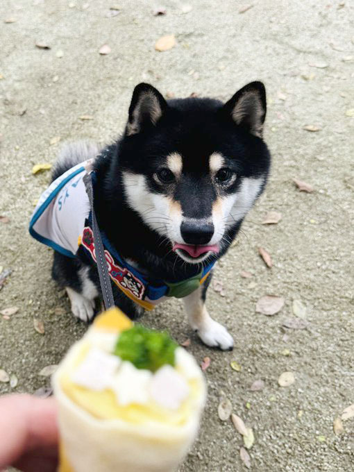 柴犬