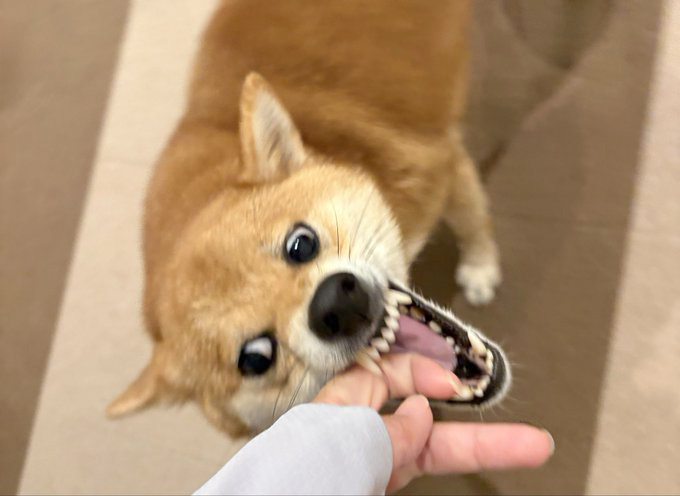 柴犬