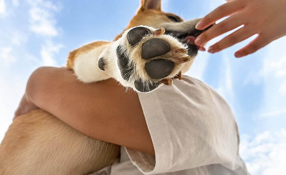 柴犬