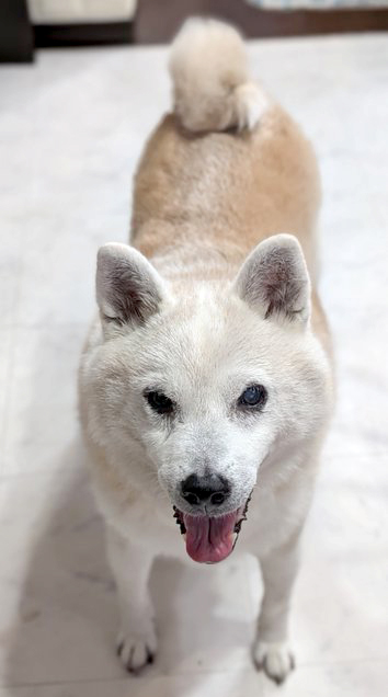 柴犬