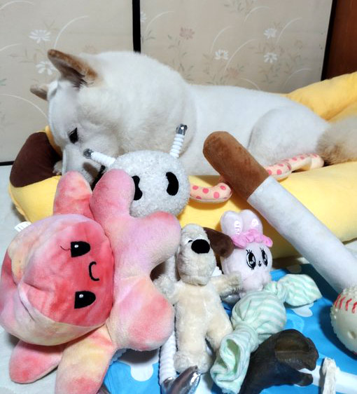 柴犬