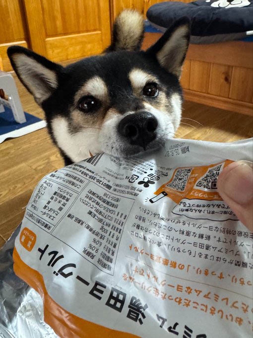 柴犬