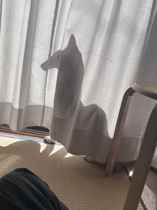 柴犬