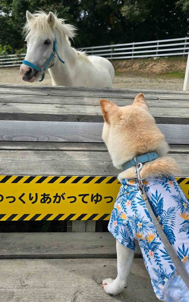 柴犬