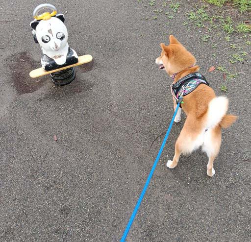 柴犬