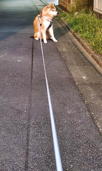 柴犬