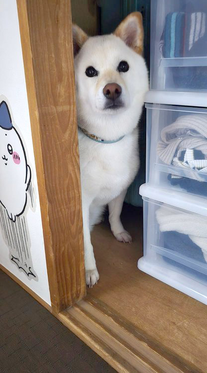 柴犬